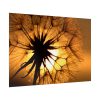 92409-172.jpg Closeup Dandelion Poster