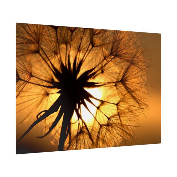 92409-172.jpg Closeup Dandelion Poster