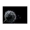 Dandelion Background Poster