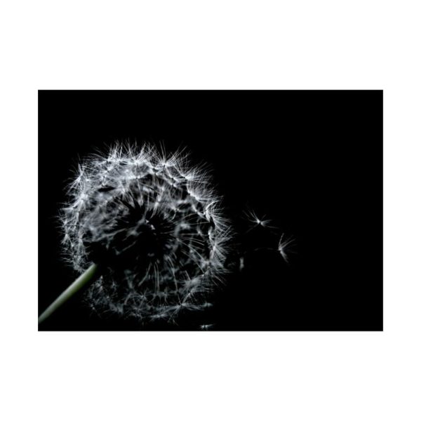 Dandelion Background Poster