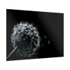 Dandelion Background Poster