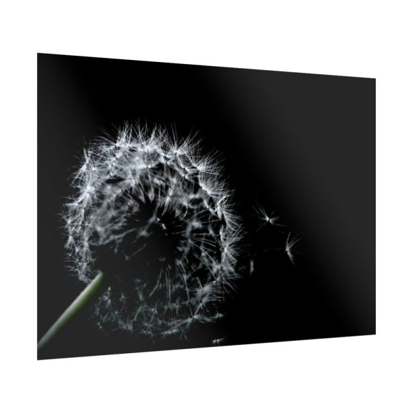 Dandelion Background Poster
