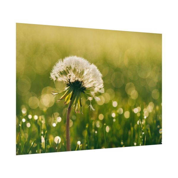 92409-232.jpg Dandelion in Dewey Grassy Area Poster