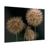 Giant Dandelion Poster
