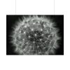 Dandelion Light Effect Poster
