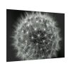 Dandelion Light Effect Poster