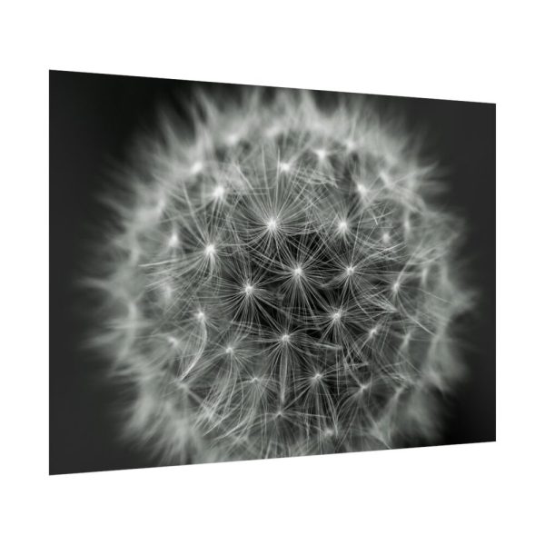 Dandelion Light Effect Poster