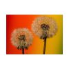 92409-265.jpg Dandelion on Yellow Background Poster