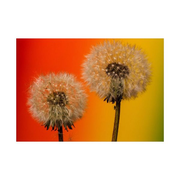 92409-265.jpg Dandelion on Yellow Background Poster