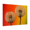 92409-267.jpg Dandelion on Yellow Background Poster