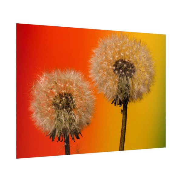 92409-267.jpg Dandelion on Yellow Background Poster