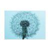 92409-270.jpg Dandelion Puffball Puff Poster