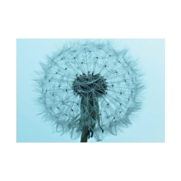 92409-270.jpg Dandelion Puffball Puff Poster
