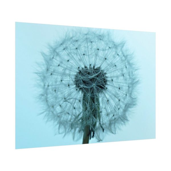 92409-272.jpg Dandelion Puffball Puff Poster