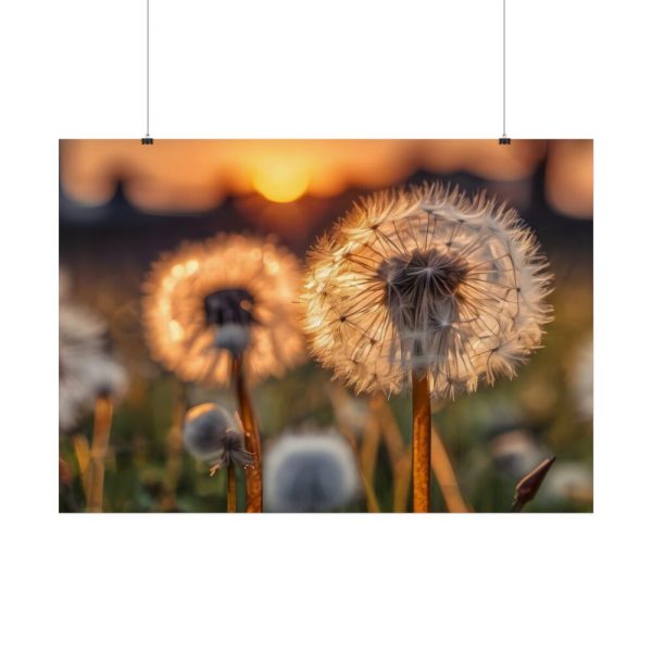 92409-291.jpg Dandelion Blossom Flower Poster