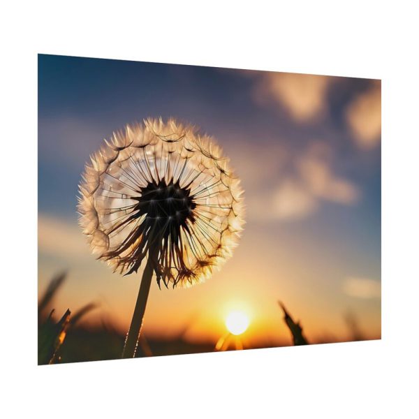 Dandelion in Golden Hour Poster