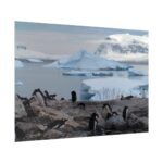 Penguin in Alaska Poster - Image 8
