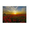 92409-555.jpg Flower Field in Sunset Poster