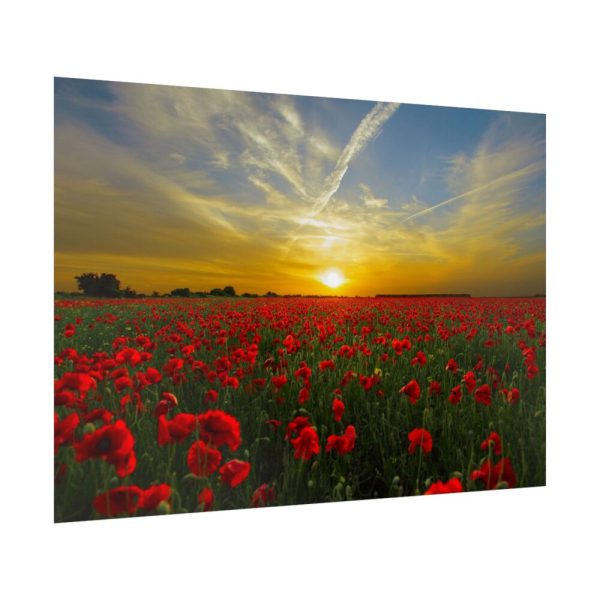 92409-557.jpg Flower Field in Sunset Poster