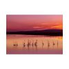 92409-600.jpg Sunset Leaves Silhouette Poster