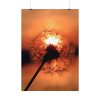 Dandelion in Sunset Poster