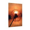 Dandelion in Sunset Poster