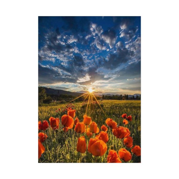 92410-160.jpg Sunset in Field With Red Wild Flowers Poster