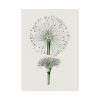 92410-85.jpg Hand Drawn White Blood Lily Poster