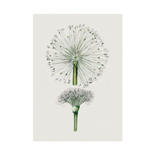 Hand Drawn White Blood Lily Poster