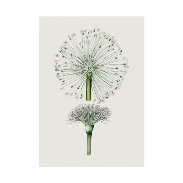 92410-85.jpg Hand Drawn White Blood Lily Poster