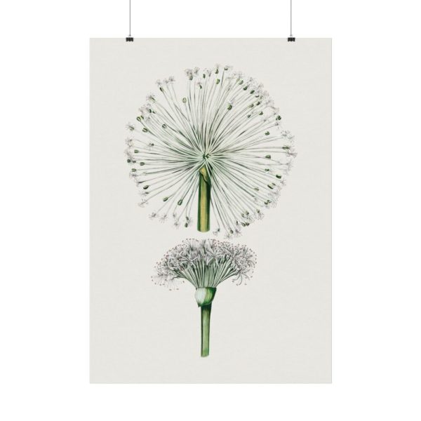 92410-86.jpg Hand Drawn White Blood Lily Poster