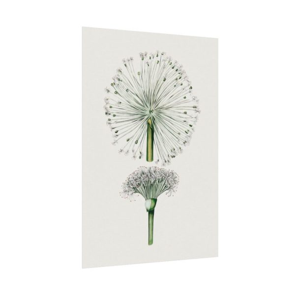 92410-87.jpg Hand Drawn White Blood Lily Poster