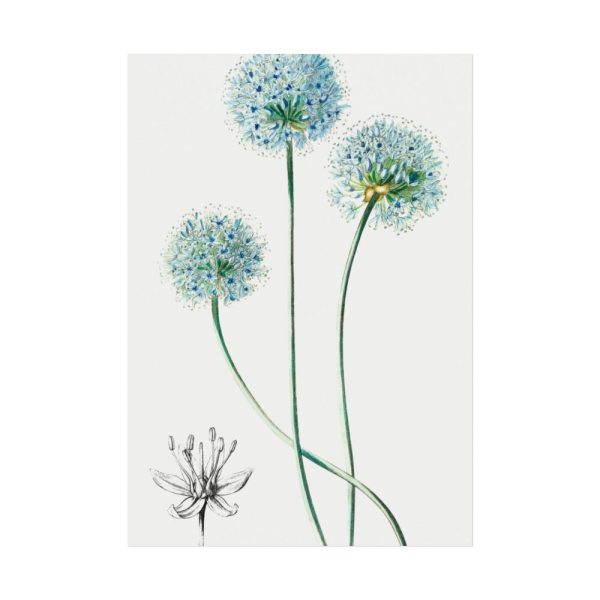 92410-90.jpg Blue Leek from Edwards’s Botanical Register Poster