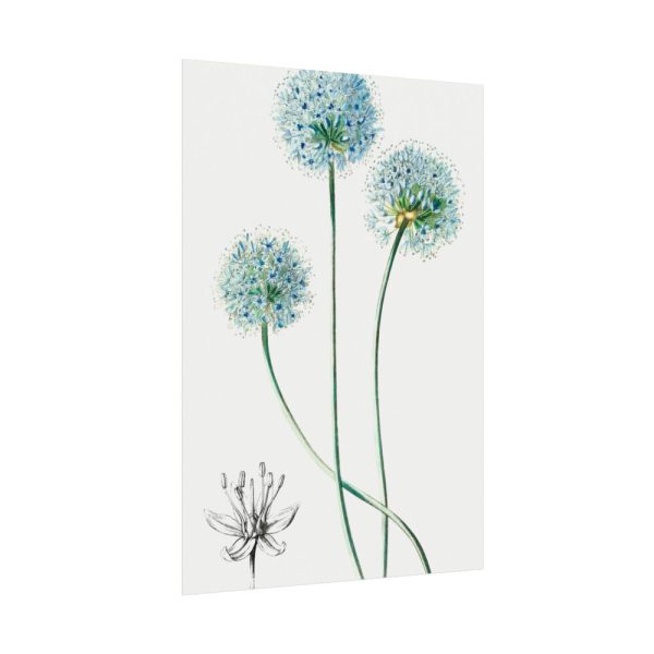 92410-92.jpg Blue Leek from Edwards’s Botanical Register Poster