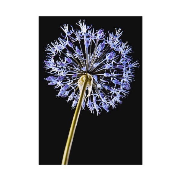 92410-95.jpg Dandelion on Black Poster