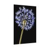 92410-97.jpg Dandelion on Black Poster