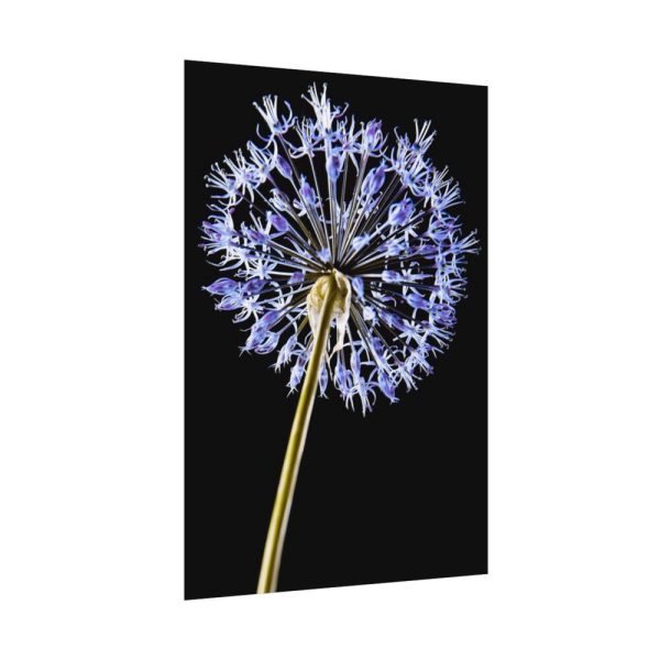 92410-97.jpg Dandelion on Black Poster