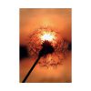 Dandelion in Sunset Poster