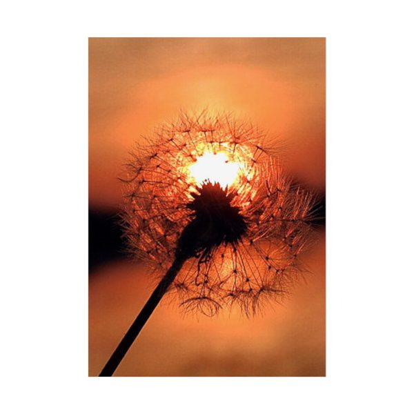 Dandelion in Sunset Poster