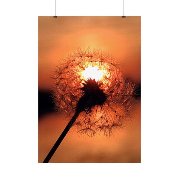 Dandelion in Sunset Poster