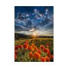 92411-160.jpg Sunset in Field With Red Wild Flowers Poster