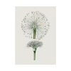 92411-85.jpg Hand Drawn White Blood Lily Poster