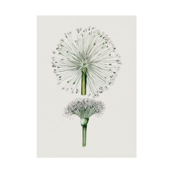 92411-85.jpg Hand Drawn White Blood Lily Poster