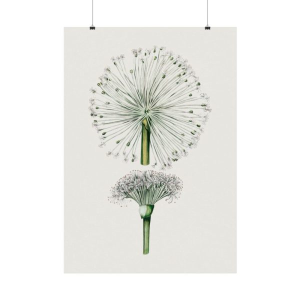 92411-86.jpg Hand Drawn White Blood Lily Poster