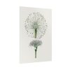 92411-87.jpg Hand Drawn White Blood Lily Poster