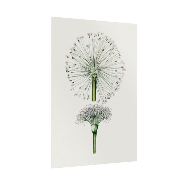 92411-87.jpg Hand Drawn White Blood Lily Poster