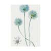 92411-90.jpg Blue Leek from Edwards’s Botanical Register Poster