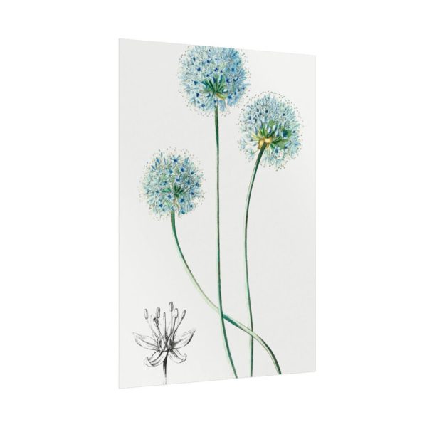 92411-92.jpg Blue Leek from Edwards’s Botanical Register Poster
