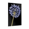 92411-97.jpg Dandelion on Black Poster