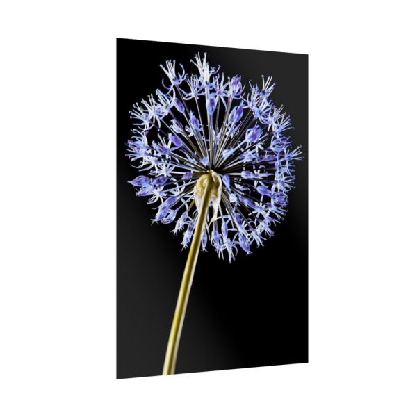 92411-97.jpg Dandelion on Black Poster